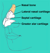 Nose Anatomy